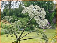 Heracleum