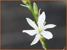 Arthropodium