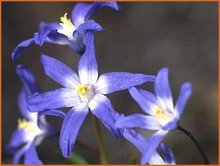 Chionodoxa