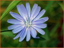 Cichorium