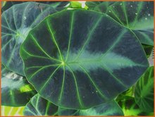 Colocasia