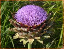 Cynara