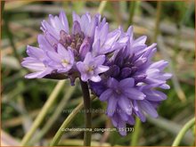 Dichelostemma