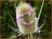 Dipsacus