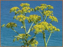 Ferula