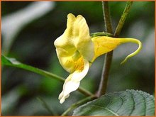 Impatiens