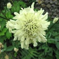 Alpenscabiosa