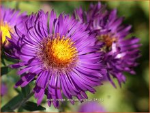 Aster