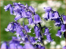 Bluebells