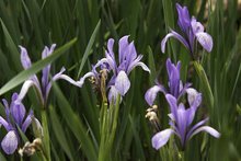 Borstelige-iris