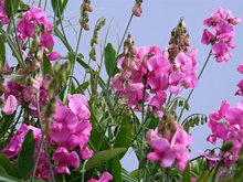 Brede-lathyrus