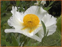 Californische-boompapaver