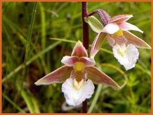 Wespenorchis