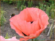 Vaste-papaver