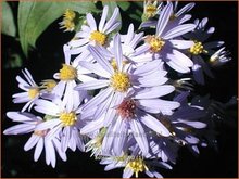 Shorts-aster