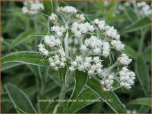 Siberische-edelweiss