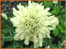 Reuzenscabiosa