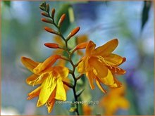 Montbretia