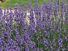 Lavendel