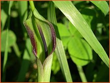 Kleine-groene-draak