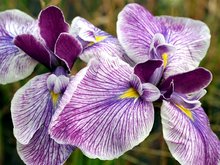 Japanse-iris