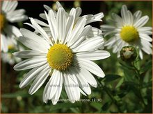 Herfstmargriet Herfstmargriet