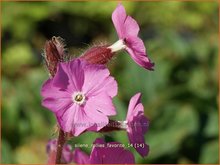 Dagkoekoeksbloem