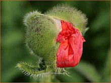 Papaver