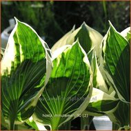 Hosta