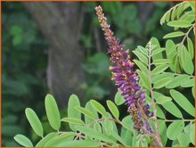 Amorpha