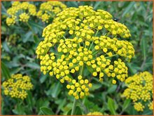 Bupleurum