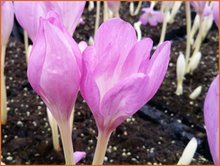 Colchicum