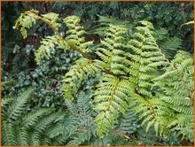 Cyathea