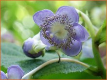 Deinanthe Deinanthe