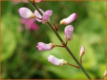 Desmodium