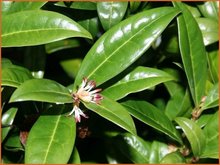 Sarcococca