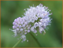 Succisella Succisella