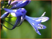 Agapanthus