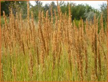 Calamagrostis