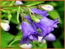 Campanula