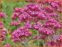 Centranthus