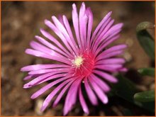 Delosperma