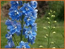 Delphinium