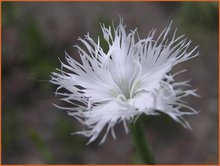 Dianthus