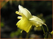 Epimedium