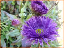 Erigeron