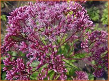 Eupatorium