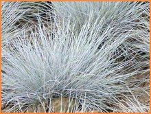 Festuca