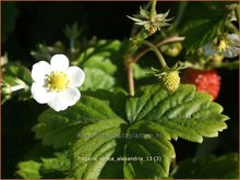 Fragaria