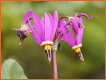 Dodecatheon